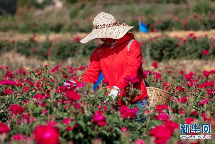 安宁八街，农户正在采摘食用玫瑰 李浩 摄