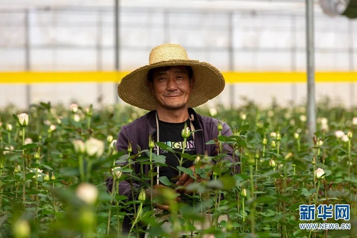 安宁现代花卉产业园内的务工人员 李浩 摄