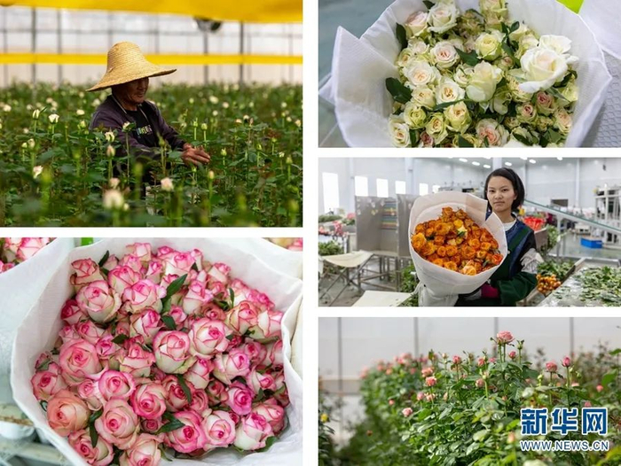 安宁现代花卉产业园里各式各样的观赏玫瑰 李浩 摄