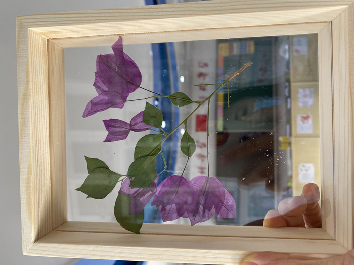 叶子花标本。受访者供图