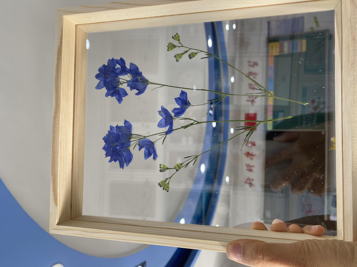 桔梗标本。受访者供图