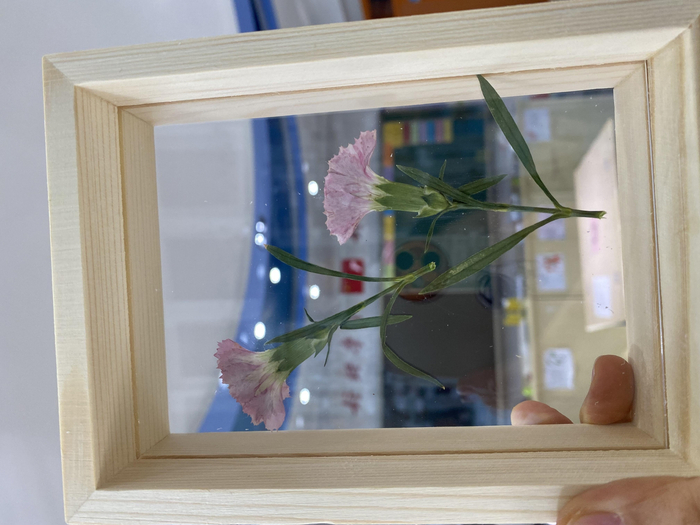 康乃馨标本。受访者供图