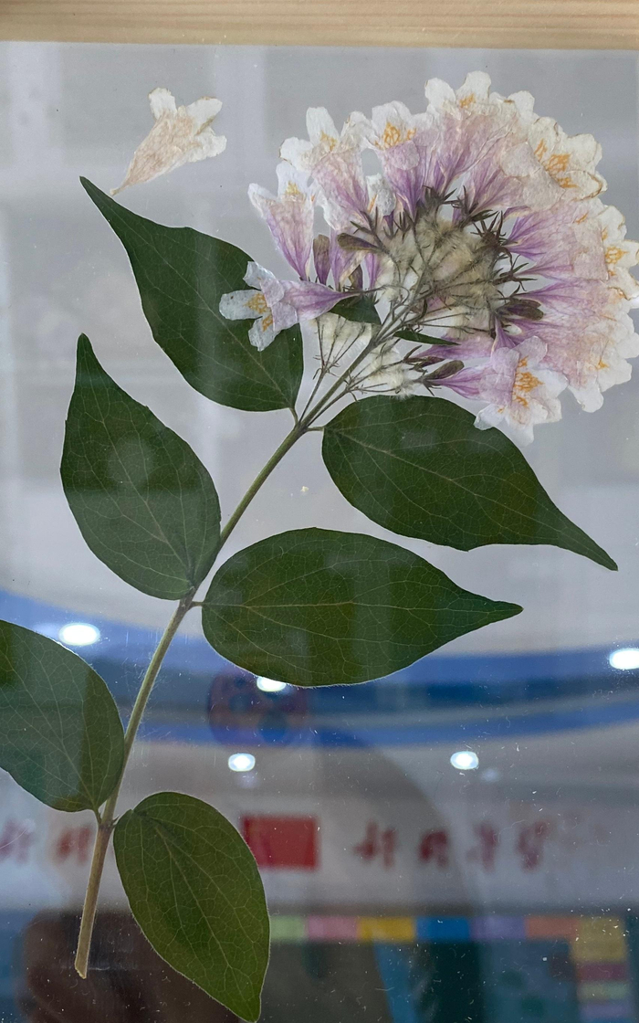 猬实标本。受访者供图