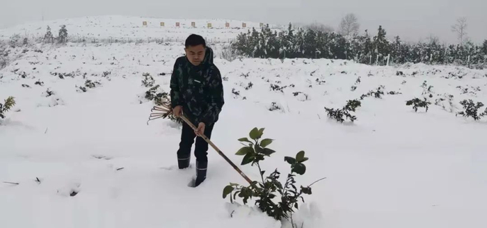 潘正盛拯救遭遇雪灾的前橙苗。