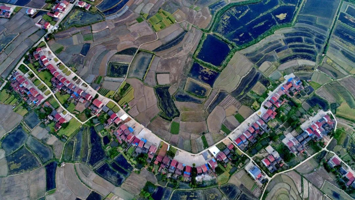 湖北省潜江市积玉口镇借粮湖风光，稻在水中长，虾在稻下游。/图虫创意