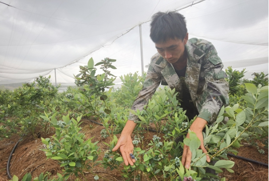 （李成勇采摘蓝莓。姚春摄）