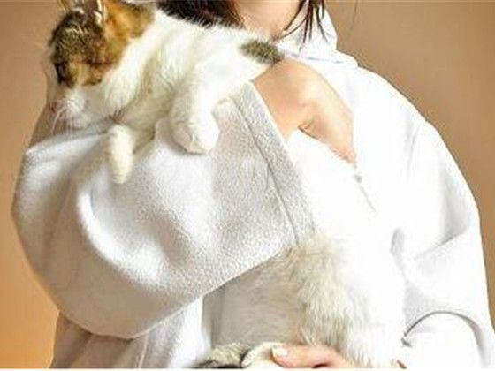 养猫的你真的会抱猫吗?5种常见的抱猫姿势,其中3种都是错的