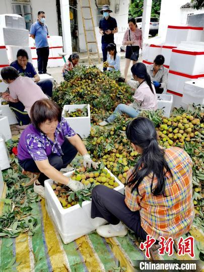 工作人员分拣新采摘的荔枝。　翟李强 摄