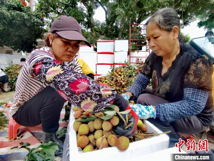 工作人员分拣新采摘的荔枝。　翟李强 摄