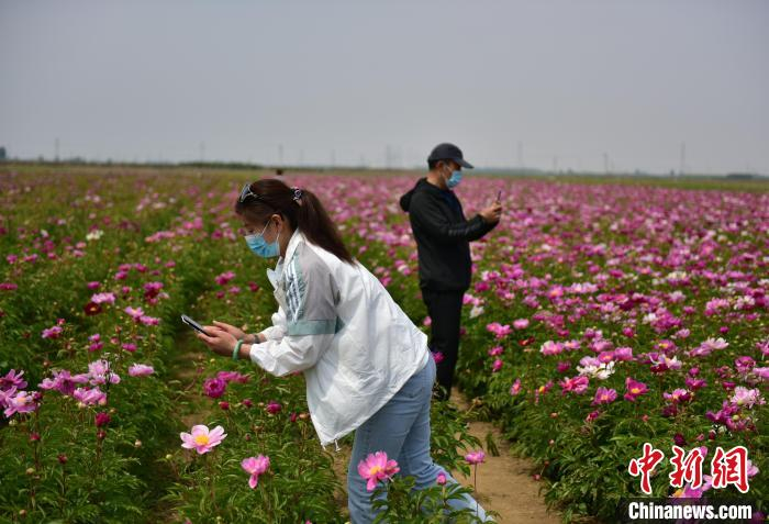 图为游客在赤洋口村的花海赏花拍照。　刘枫 摄