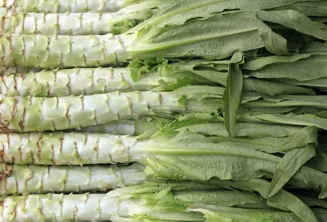 莴苣是莴笋吗?莴笋叶是油麦菜吗?区别挺大,别再弄错了,涨知识