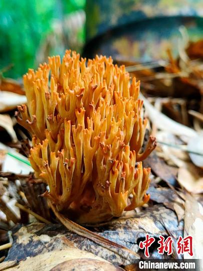 枝瑚菌属物种  赵开胜 摄