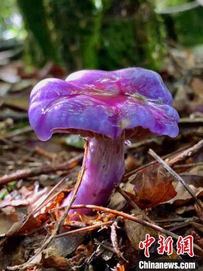 丝膜菌属物种  操文明 摄