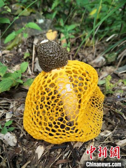 纯黄鬼笔  姜卫华 摄