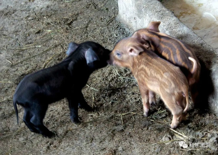 野猪泛滥全球危害 为什么野猪数量难以控制