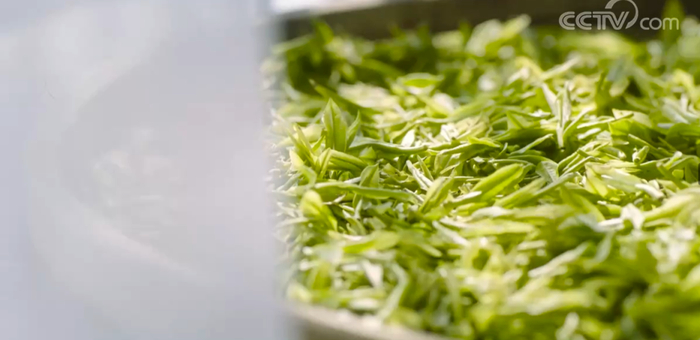 △安吉白茶。/cctv
