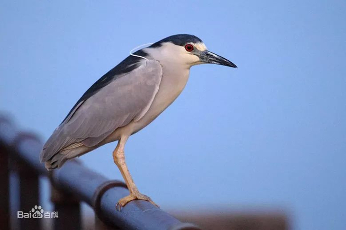 图源：百度百科