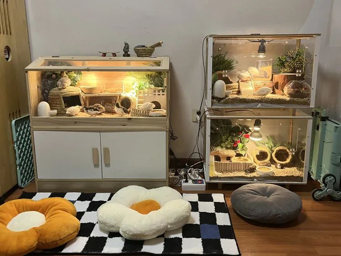 放在家里的饲养箱。/郑阿蕊