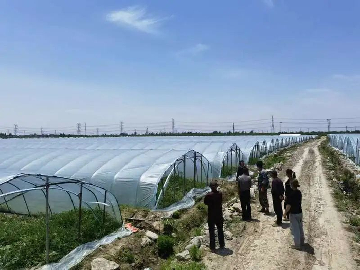 瓜农站在瓜棚中间商量卖瓜的途径。中青报·中青网记者 耿学清/摄