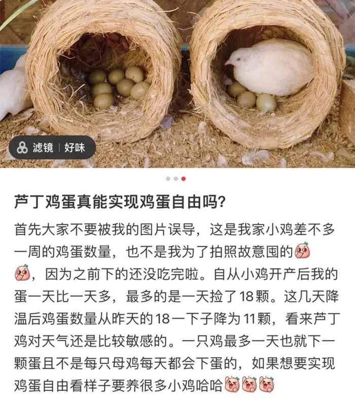 鸡蛋自由，远着呐。/jia+