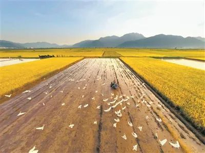 瑞安曹村镇稻谷飘香
