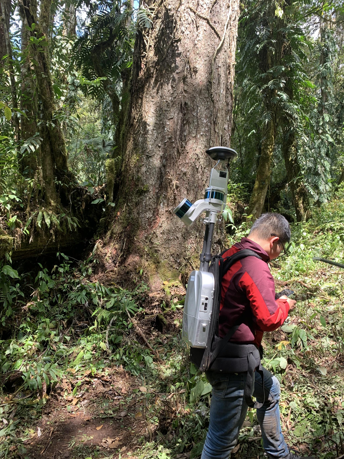 测量人员在76.8米的不丹松树下。（北京大学郭庆华供图）