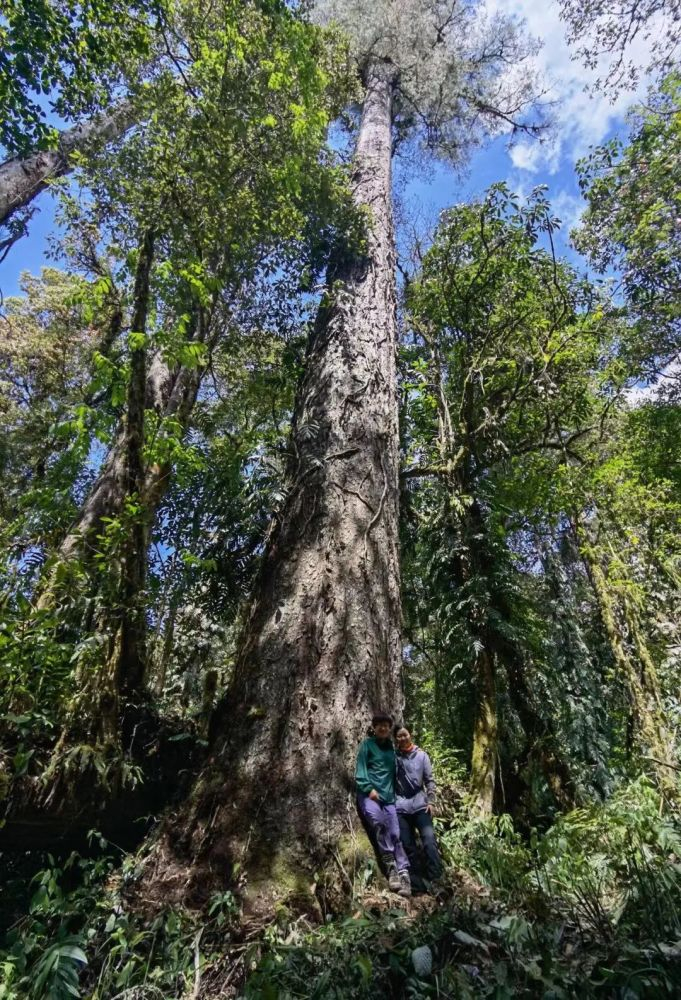 这棵不丹松高达76.8米。（北京大学郭庆华供图）
