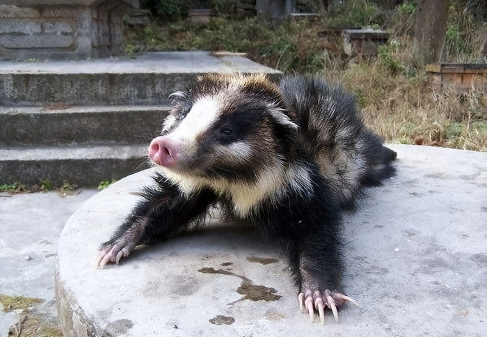 湖北猪獾下山觅食吓坏村民,作为平头哥远亲,它为何长着猪鼻?__财经头条