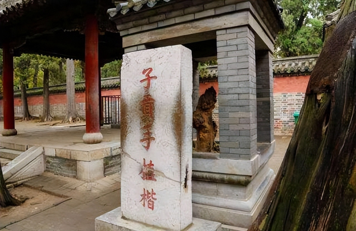 古代的“楷模”是指两种树,楷树是黄连素,模树是不是早就绝迹了|孔子|公墓|汉语|专家|周公_新浪新闻