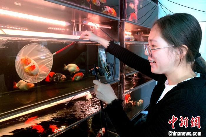 闽侯县荆溪镇关中村电商直播基地里，工作人员直播销售金鱼。　王东明 摄
