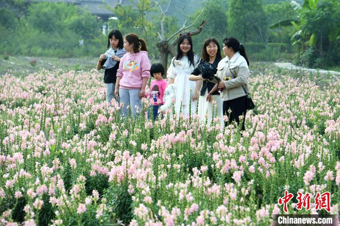 市民在闽侯县白沙镇孔元村赏花。　王东明 摄