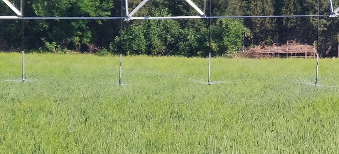 滴灌中的小麦 陈领 摄