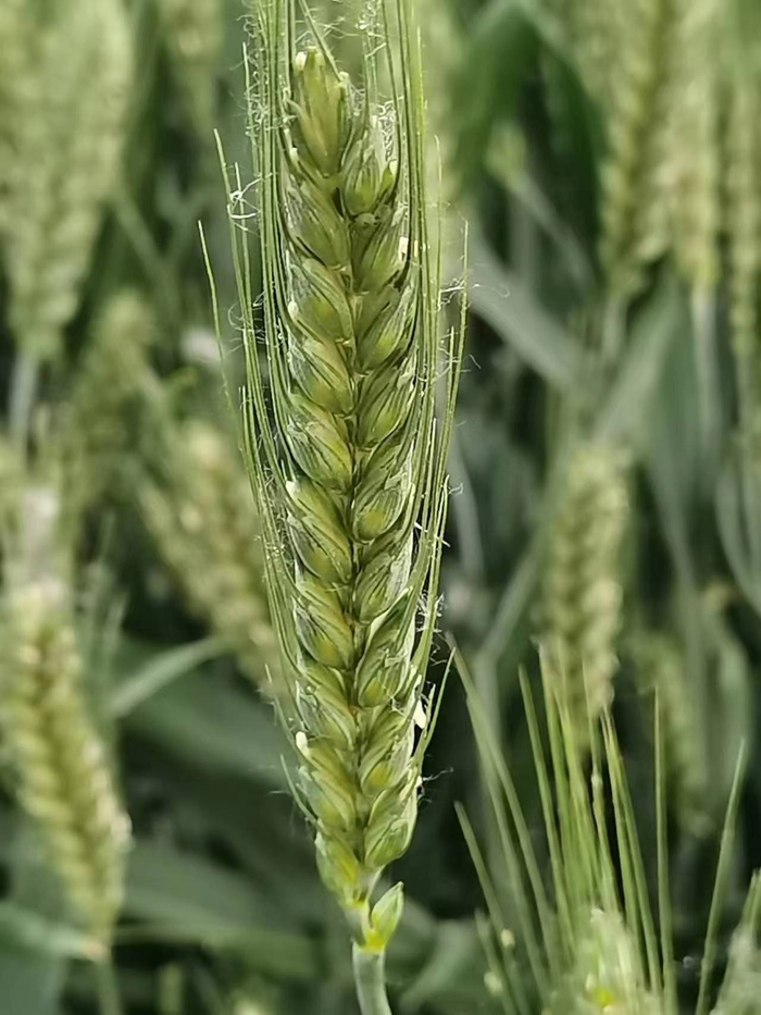 北京兴农天力农机服务专业合作社的小麦 陈领 摄