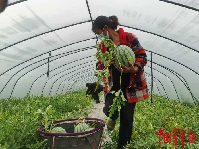 5月24日，长春村瓜农在为现场采购的爱心人士摘瓜。中青报·中青网记者 耿学清/摄