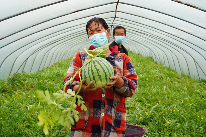 瓜田里刚采摘的“南汇8424”西瓜（新华社记者&nbsp;杨有宗 摄）