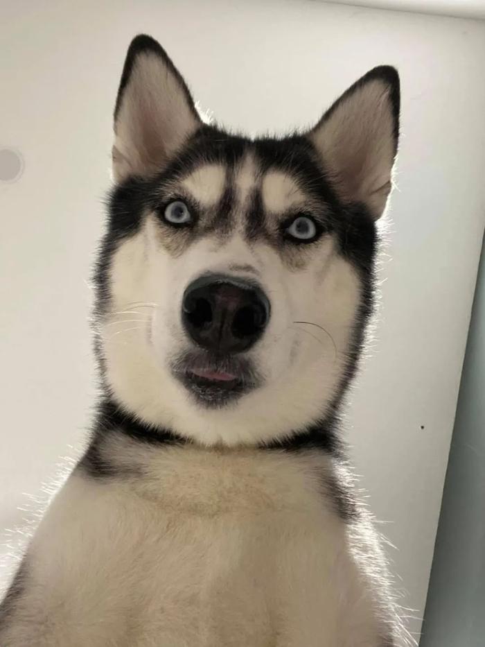 狗自拍的照片表情包图片