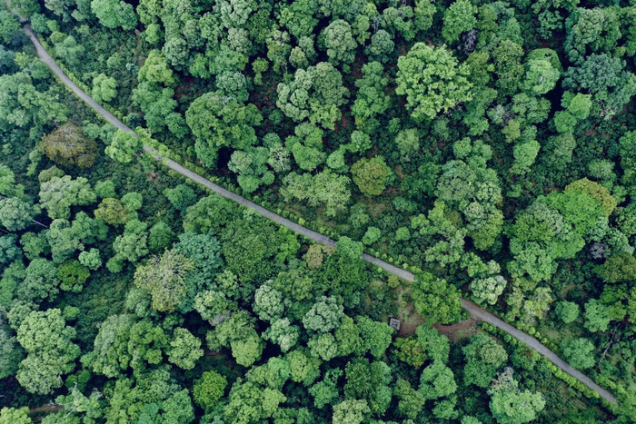 牛铃和鸟鸣在古茶树林中回响 赵家琦 摄