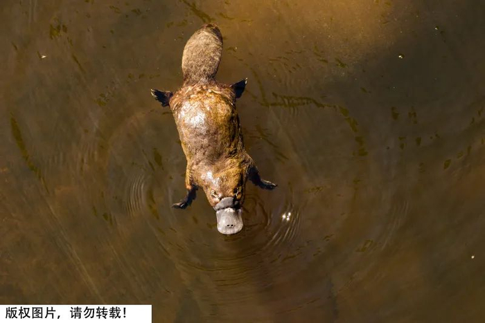 图库版权图片，不授权转载