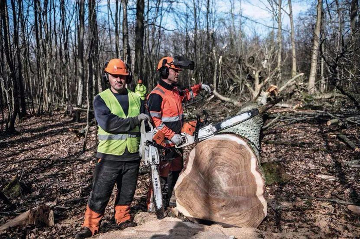 2021年3月15日，伐木工人在法国巴黎东南部的森林里处理砍倒的橡树。这些橡树将被用于修复巴黎圣母院