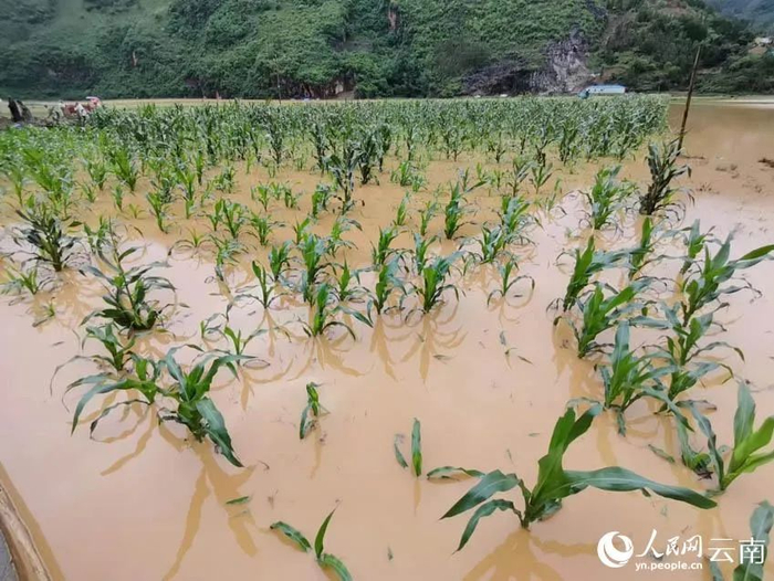 被淹没的农田。来源：人民网 丘北县委宣传部供图