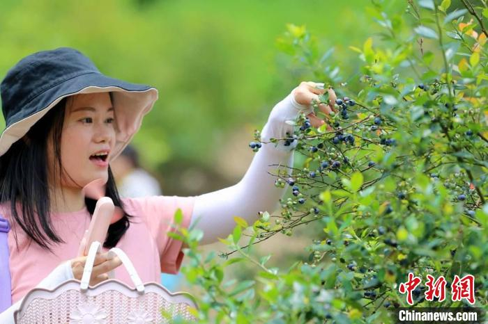 游客在蓝莓种植基地采摘蓝莓。　蒙鸣明 摄