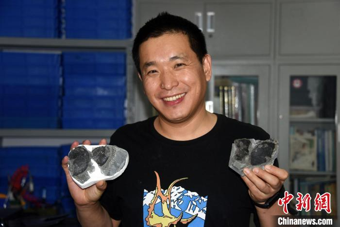 盖志琨研究员在北京办公室受访，展示采自云南曲靖“古鱼王国”、完整保存鳃丝印痕的古鱼化石。　中新社记者  孙自法 摄