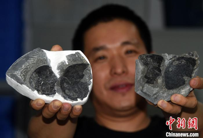 盖志琨研究员在北京办公室受访，展示采自云南曲靖“古鱼王国”、完整保存鳃丝印痕的古鱼化石。　中新社记者  孙自法 摄