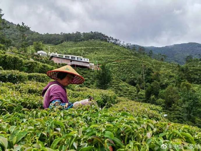 近日，广东省信宜市降雨天气频繁，茶农们抓住降水间歇进行夏茶采摘&nbsp;&nbsp;图/周俊淼 &nbsp;文/赖建明