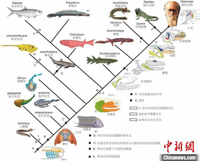 喷水孔从无颌类的鳃到人类中耳的演化历程示意图。　史爱娟  绘图