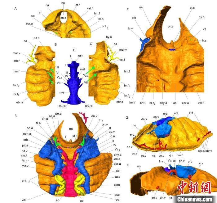 中国浙江志留纪最古老的真盔甲鱼类曙鱼脑颅的三维重建。　盖志琨  供图
