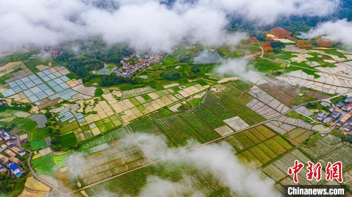 中草药、黄茶、水稻基地和蔬菜大棚等错落有致，生机盎然。　赵春亮 摄