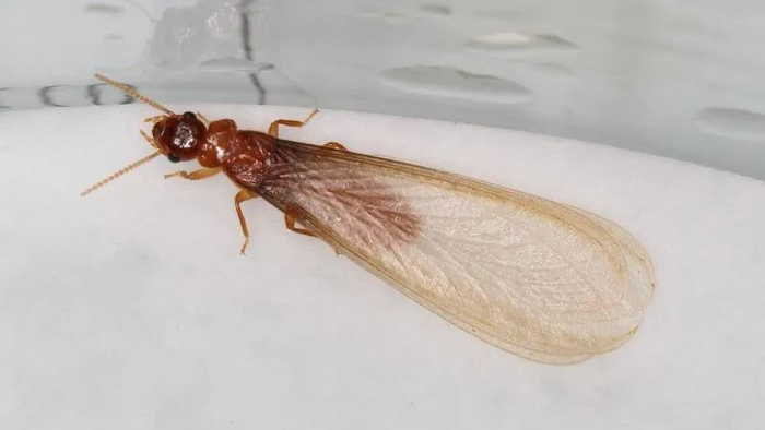  图源：广州日报