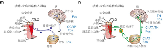     本篇论文中呈现的动脉-大脑神经回路的传入、传出通路。 （图源论文，经作者授权使用）