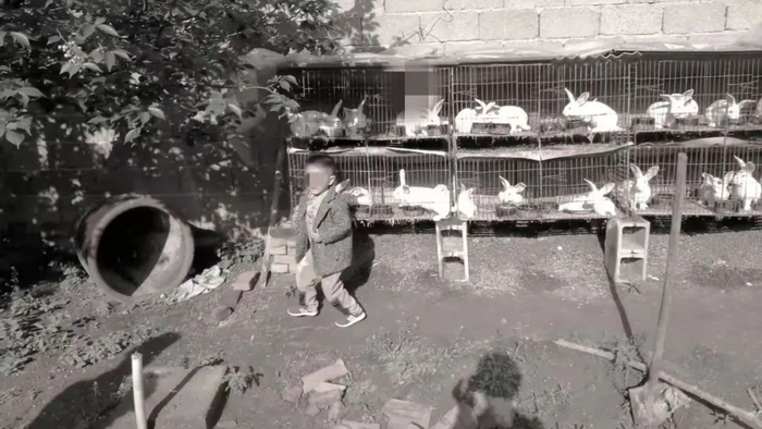 ▲2018年，3岁的小晨宇在兔笼前玩耍。受访者供图